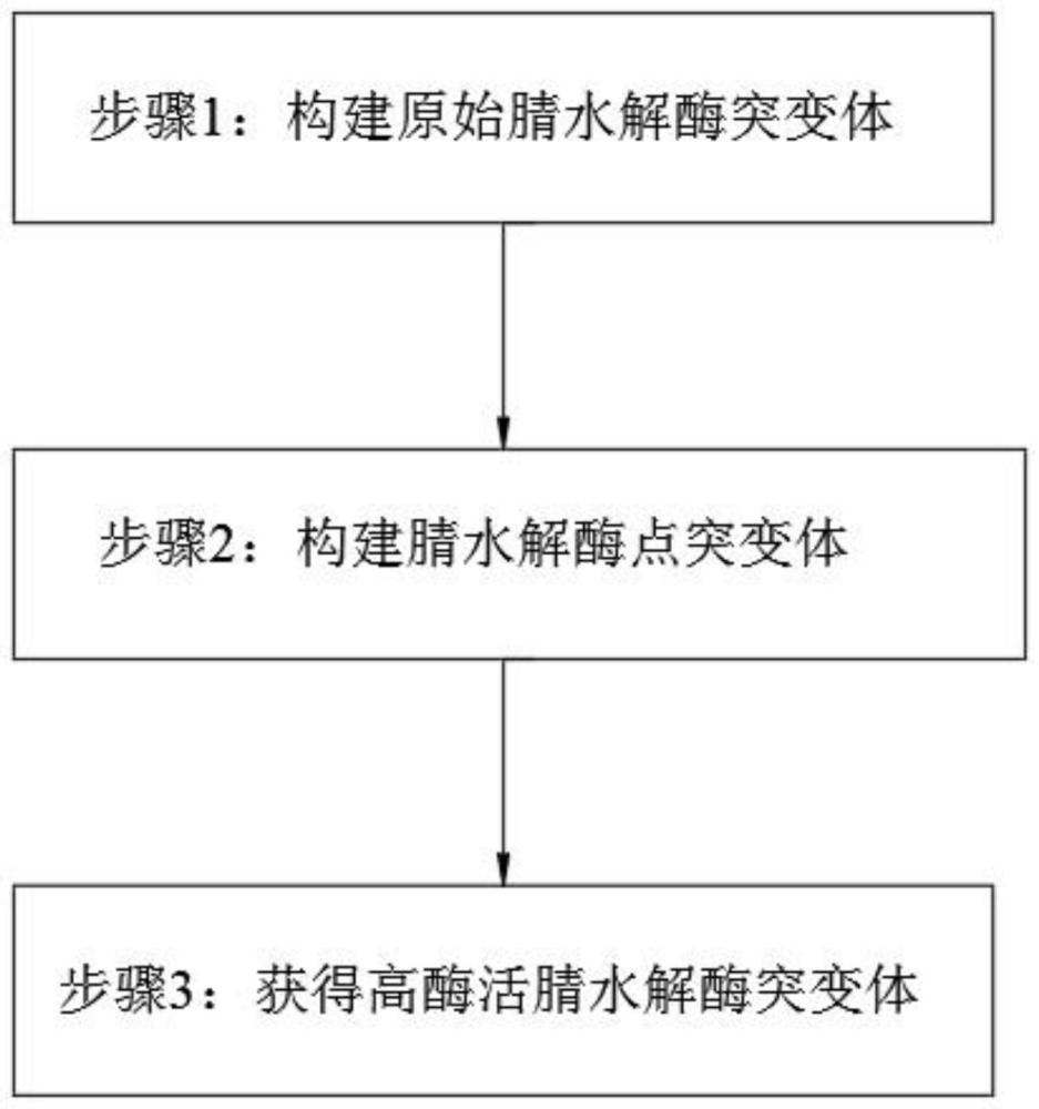 一种高活性腈水解酶突变体的构建方法与流程